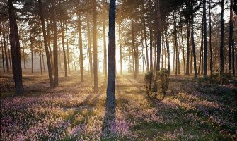 Od gazdovanja šumama očekuju 12,8 miliona eura