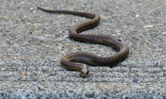 Francuska: Oduzeto 1.000 crnih udovica, zmija, otrovnih žaba