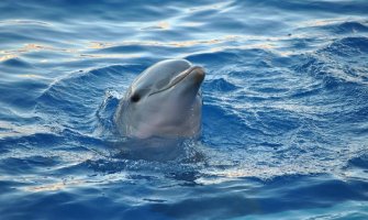 Delfini mogu da skeniraju skelet ljudi