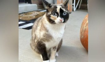 SAD: Mačka greškom ušla u poštanski paket i stigla do Kalifornije